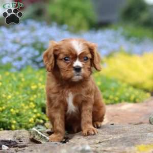 Mr. Bentley, Cavalier King Charles Spaniel Puppy
